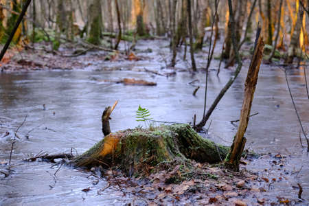 Frozen water surface in a forestの写真素材