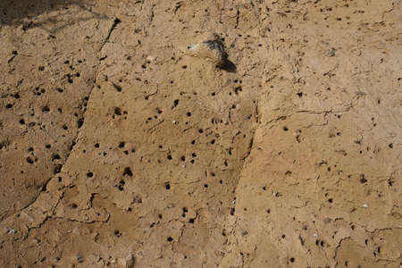 Close-up of the soil with holes in the ground. Natural background.の写真素材