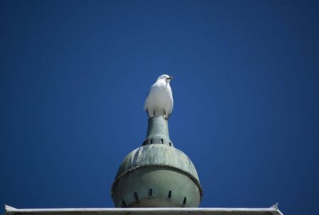 A seagull sitting on the top of a lighthouse, watching.の写真素材