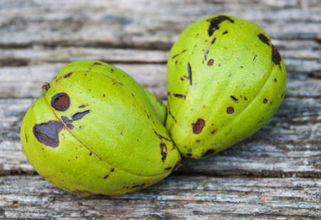 Two Green Hickory Nutsの写真素材