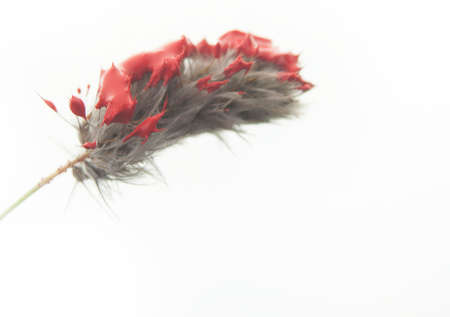 fuzzy plant with red paintの写真素材