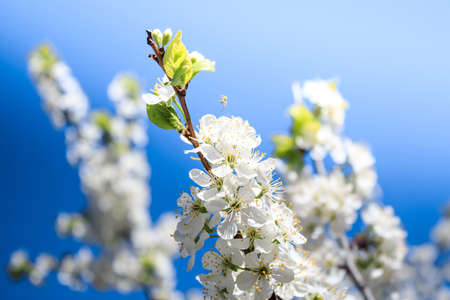 Apple tree flowers on blue sky