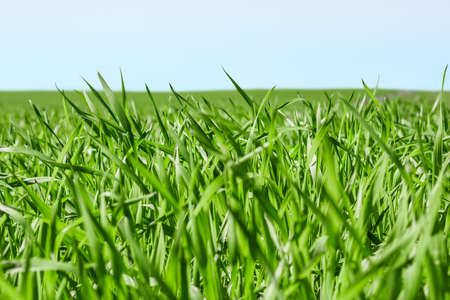 Fresh green grass and clear blue skyの写真素材