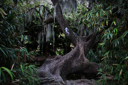 a hidden twisted old oak tree