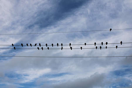 one bird stands out from the crowd of other birds aligned along these power linesの写真素材