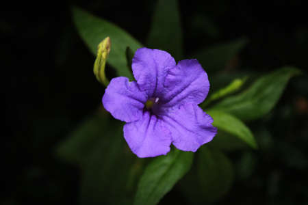a tiny purple flower among green leaves with a dark background