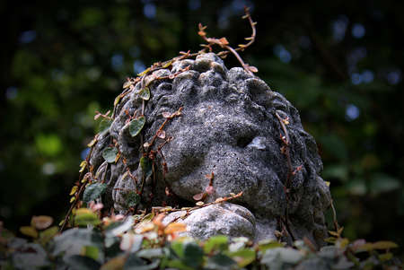 this little cement lion is nestled down in leafy green vinesの写真素材