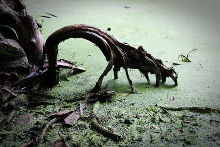 this creepy cypress tree root looks like it is clawing at the algae on this swamp water