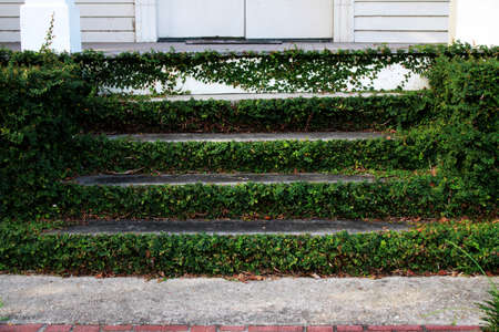 these old gray cement steps are overgrown with green leafy vinesの写真素材