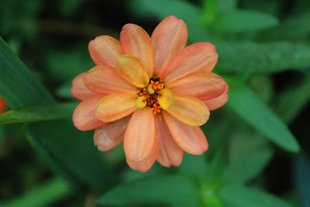 a pastel orange colored flower with abundant petals on a soft blurred background of green leaves