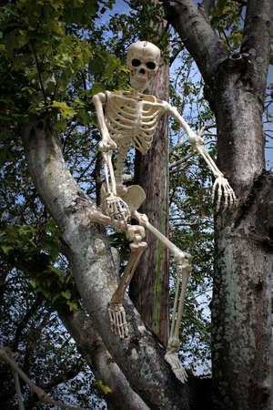 This Halloween skeleton is perched up in the branches of a tree as if ready to possibly pounce upon people passing by.の写真素材