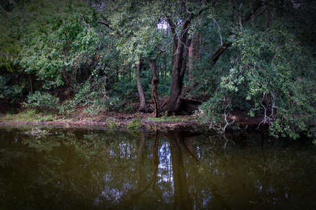 The split down the center of this small slender tree follows down through the ground into the tree's reflection on the water.の写真素材