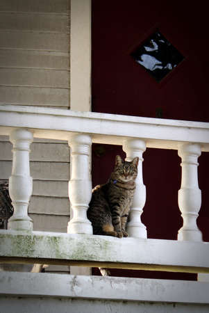 This kitty is looking out through the balustrade of the porch.の写真素材