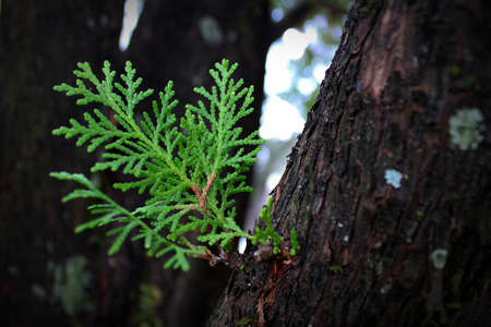 This evergreen tree has new growth.