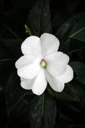 This small white flower has a powdery texture on its petals and stands out against a dark blurred...
