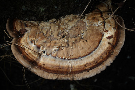 bumpy layered textural details of beige and brown fungus on a soft dark blurred background