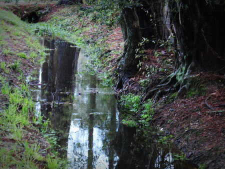 Reflections upon the surface of still water within a drainage ditch.の写真素材