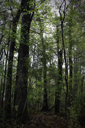 New green leaves are filling up the branches of these trees.の写真素材