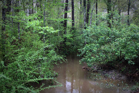 The water in this creek is still and brown at the moment.の写真素材