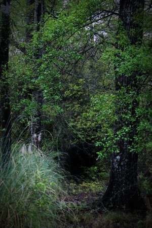 Vertical format photograph of a dark mysterious hollow formed by lush green overgrowth.の写真素材