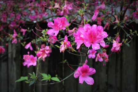 vibrant pink flower climb over an old wooden fenceの写真素材