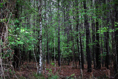 a slender birch tree among dark tree trunks within the forest