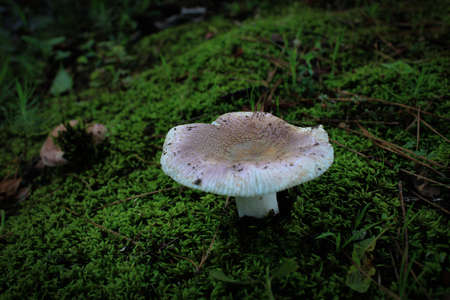 This small pale mushroom with a browned top stands in the lush green moss.の写真素材