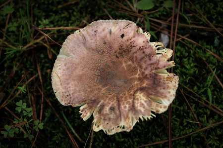 Close up of the browned top of a pale mushroom standing in moss and clover.の写真素材