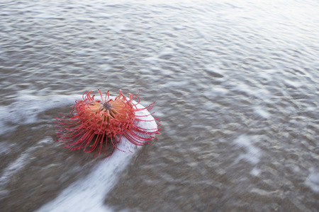 Pin Cushion Red and Yellow Flower in Sand After Wave Has Passed Through