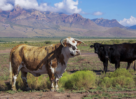 Americana Ranching in New Mexico with Bull and Cows and Mountains in Distance