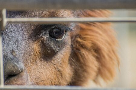 Close Up of Alpaca Eyeball with Long Eyelashesの写真素材