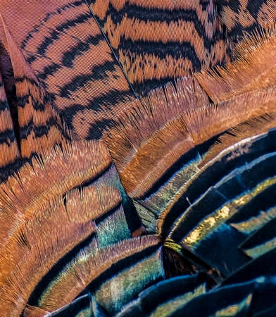 Close Up of Turkey Feathersの写真素材