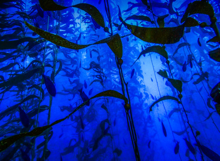 Kelp Forest in Deep Blue with Blue Fish Raining Downの写真素材