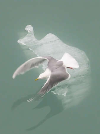 Sea Gull Takes Flight from Iceberg