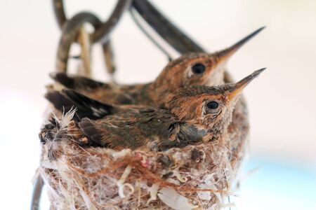 Newborn Hummingbird Hatchlings in Nestの写真素材