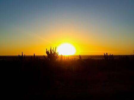 Sunset on Horizon with Cactus in Silhouette in Mexicoの写真素材