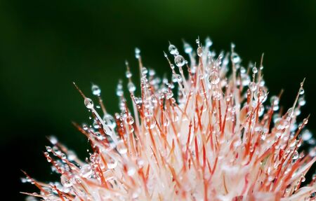 Close Up of Rainbow Cactus Spines with Raindrops Speared on Pointsの写真素材