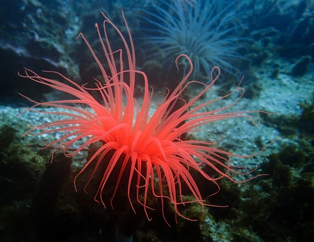 Neon Pink Colored Sea Worm Anemone Underwaterの写真素材