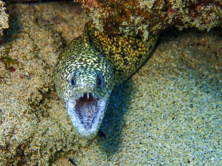 Yellow Eel Emerges from Reef to Open Mouth and Show Teethの写真素材
