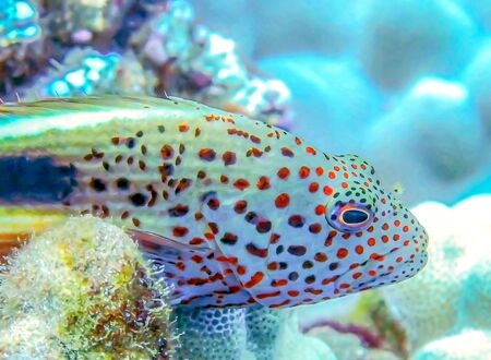 Close Up Fish Profile with Red Spotsの写真素材