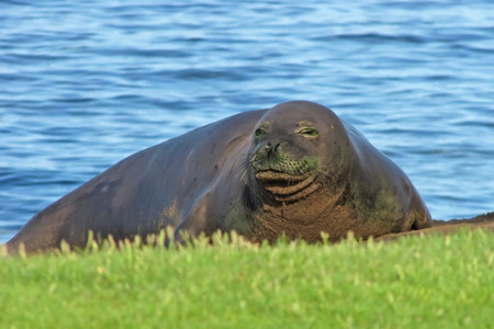 Monk Seal Resting on Beach with Ocean Beyond and Head Raisedの写真素材