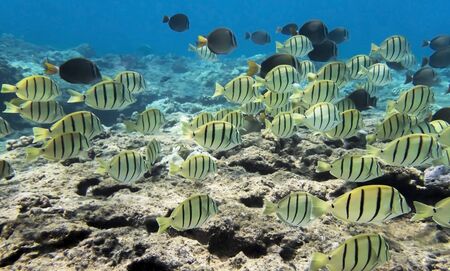 School of Convict Tang Tropical Fish in Clear Waterの写真素材