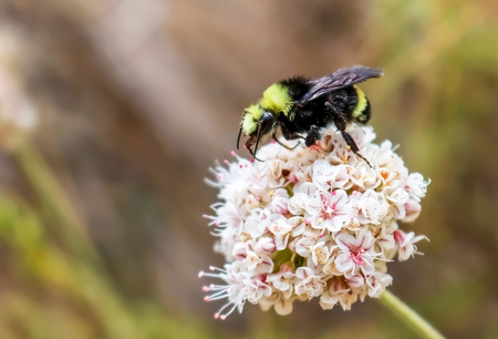 Bumblebee Close Up Eating Nectar from White and Pink Flowers