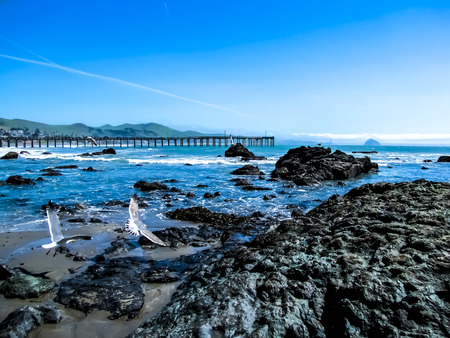 Two Sea Gulls Fly in Foreground with Morro Rock in Distance
