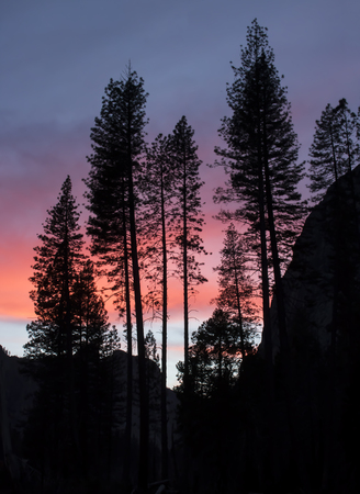 Grove of Pine Trees Stand in Silhouette Against Sunsetの写真素材