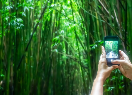 Woman photography bamboo forest with smart phoneの写真素材