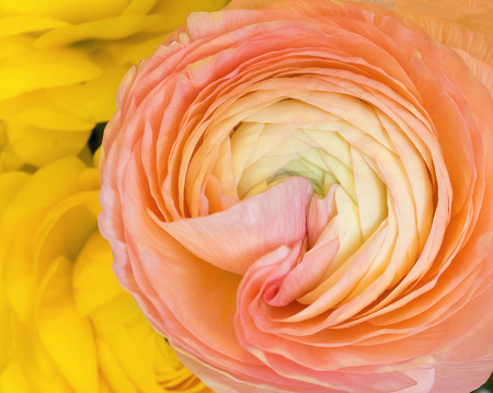 Close Up Petals Detail in Pink and Yellow Ranunculus Flowersの写真素材