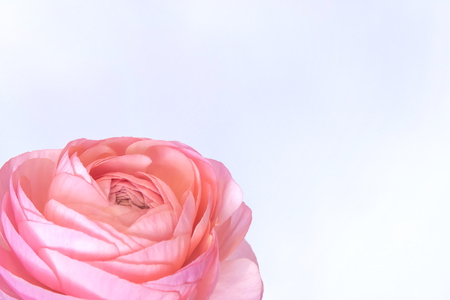 Single Pink Ranunculus Flower in Corner of Image on White Background