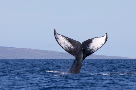 Close Up Humpback Whale Tailの写真素材