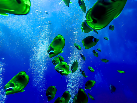Raccoon Butterfly Fish and Divers Bubbles on Blue Backgroundの写真素材